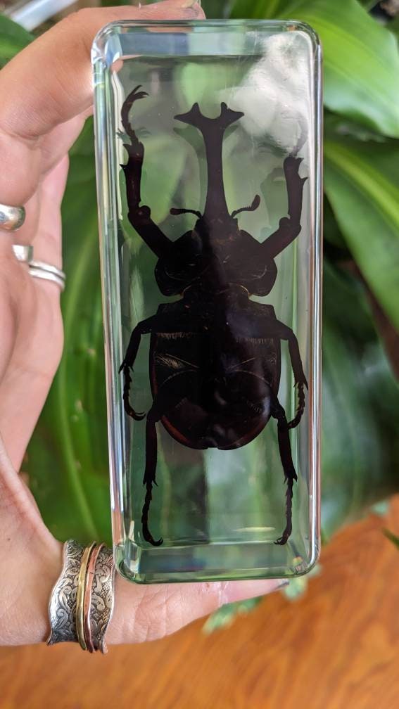 Giant Unicorn Beetle, Preserved in Resin, Collectible Modern Fossil