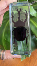 Giant Unicorn Beetle, Preserved in Resin, Collectible Modern Fossil