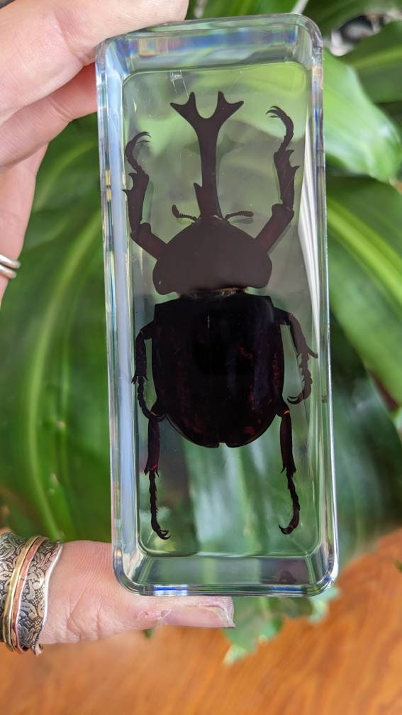 Giant Unicorn Beetle, Preserved in Resin, Collectible Modern Fossil