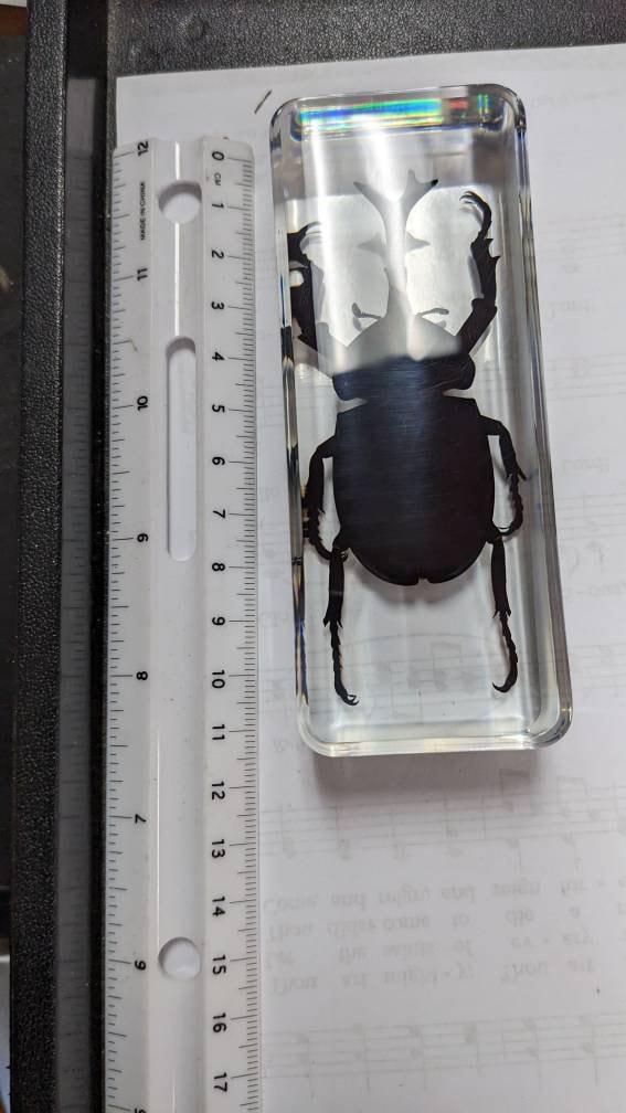 Giant Unicorn Beetle, Preserved in Resin, Collectible Modern Fossil
