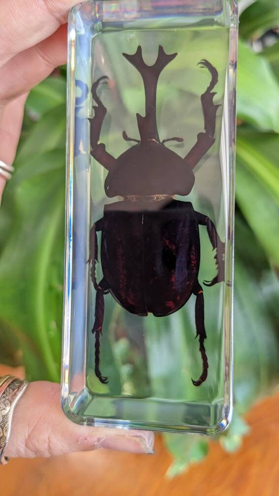 Giant Unicorn Beetle, Preserved in Resin, Collectible Modern Fossil