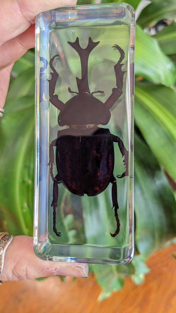 Giant Unicorn Beetle, Preserved in Resin, Collectible Modern Fossil