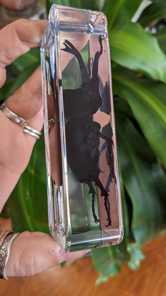 Giant Unicorn Beetle, Preserved in Resin, Collectible Modern Fossil