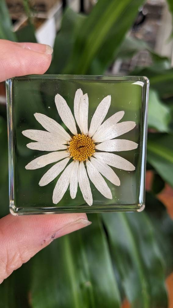 White Daisy, Preserved in Resin