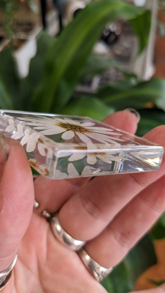 White Daisy, Preserved in Resin