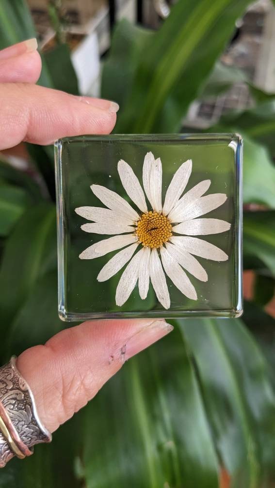 White Daisy, Preserved in Resin