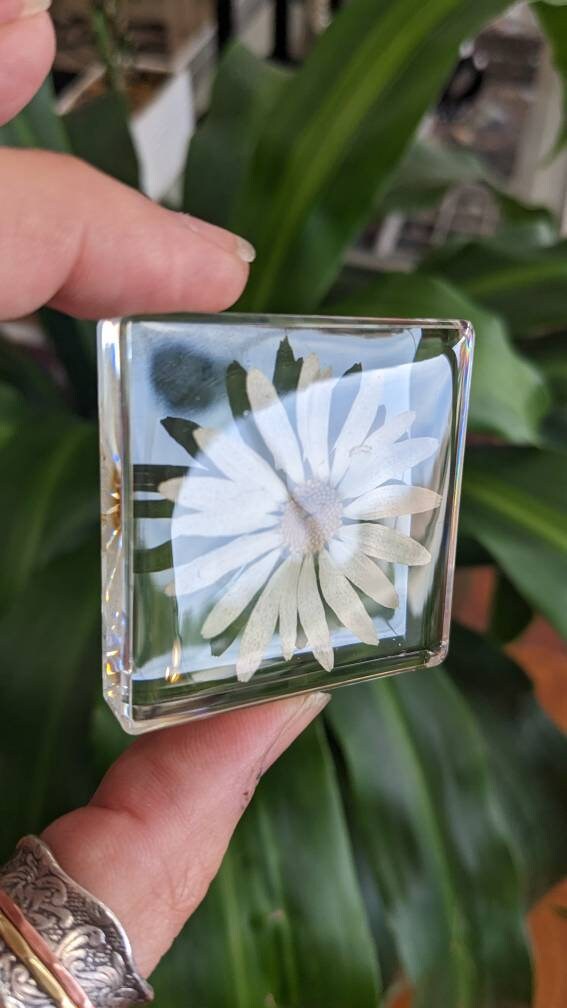 White Daisy, Preserved in Resin