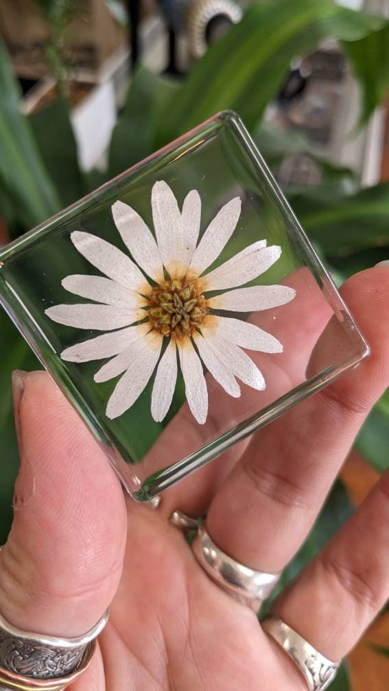 White Daisy, Preserved in Resin