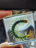 Centipede , Preserved in Resin, Collectible Modern Fossil