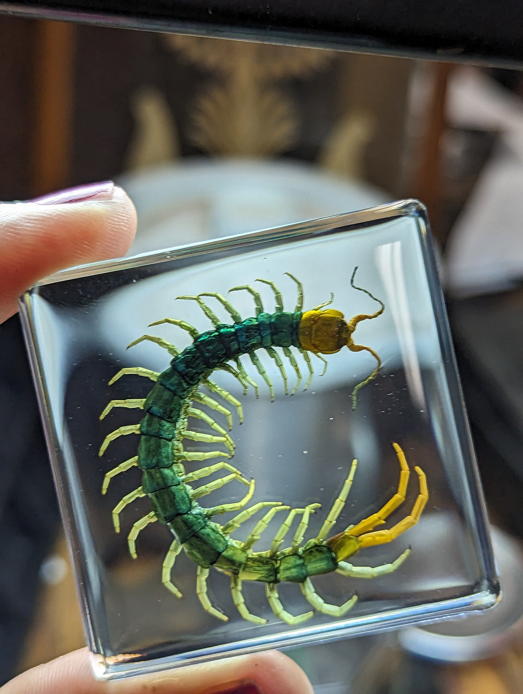 Centipede , Preserved in Resin, Collectible Modern Fossil