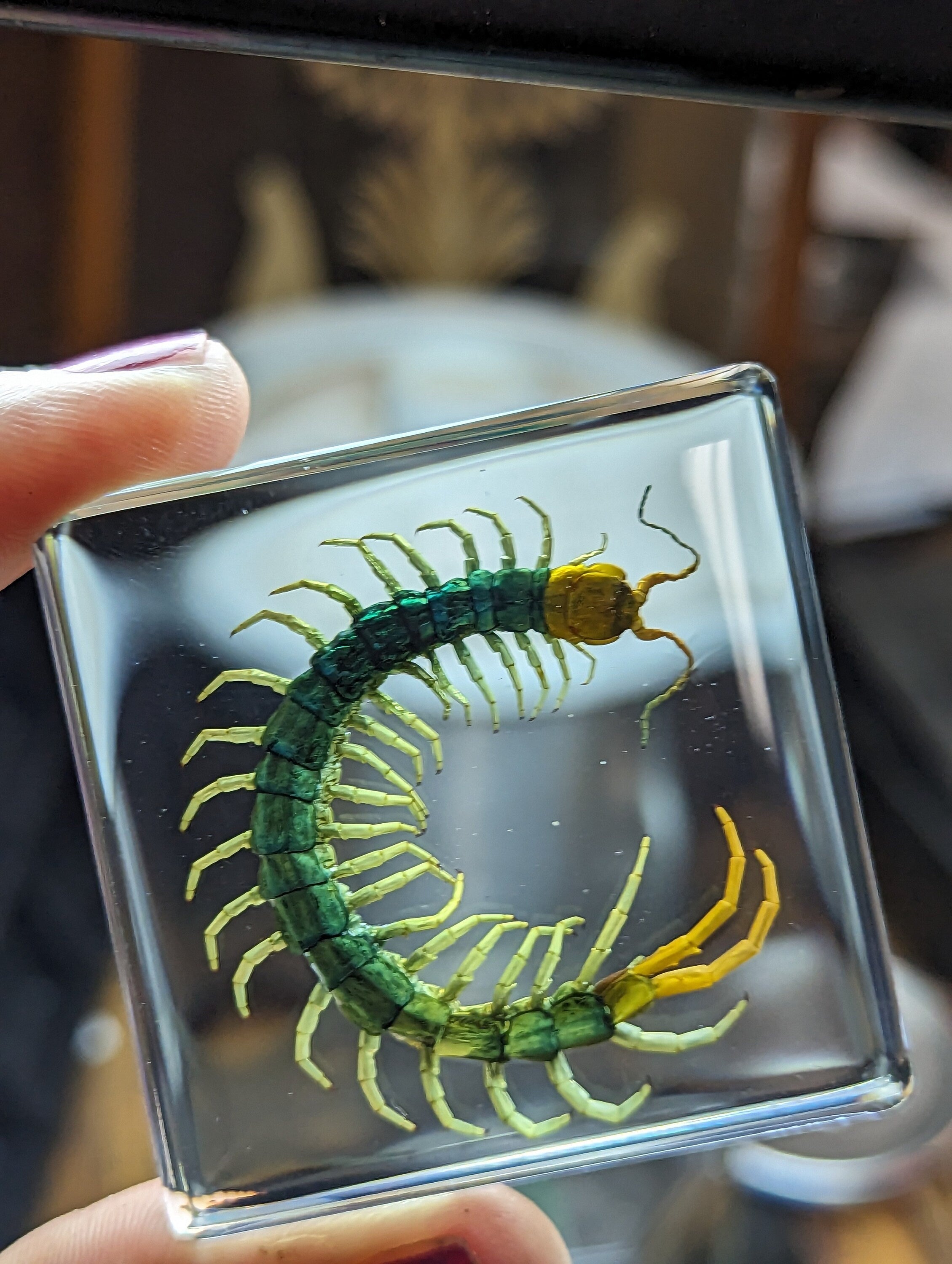 Centipede , Preserved in Resin, Collectible Modern Fossil