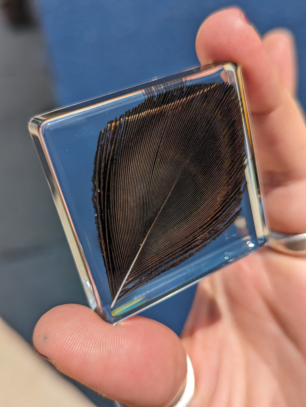 Peacock Feather , Preserved in Resin, Collectible Modern Fossil
