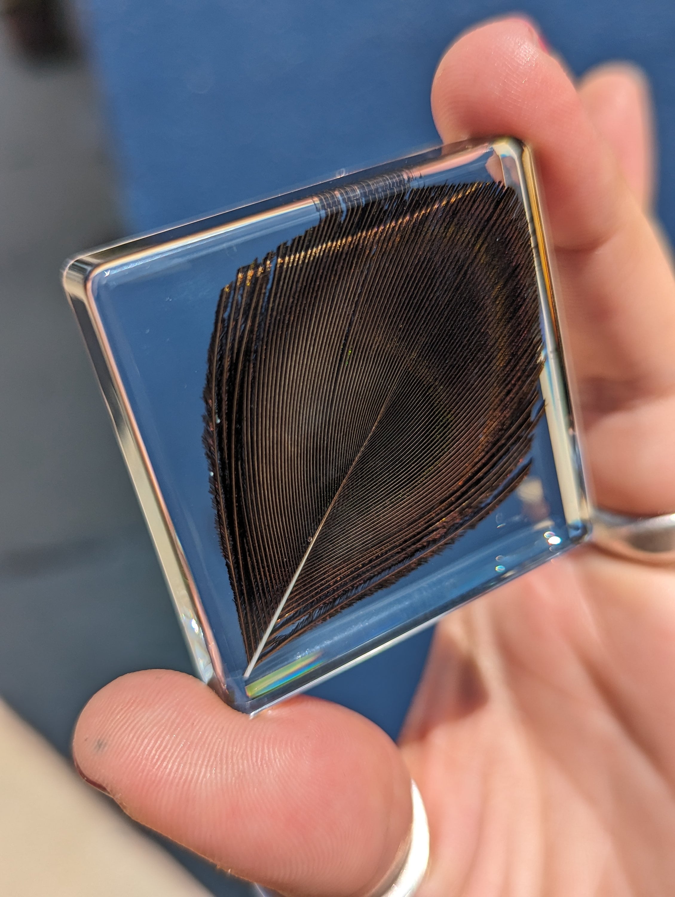 Peacock Feather , Preserved in Resin, Collectible Modern Fossil