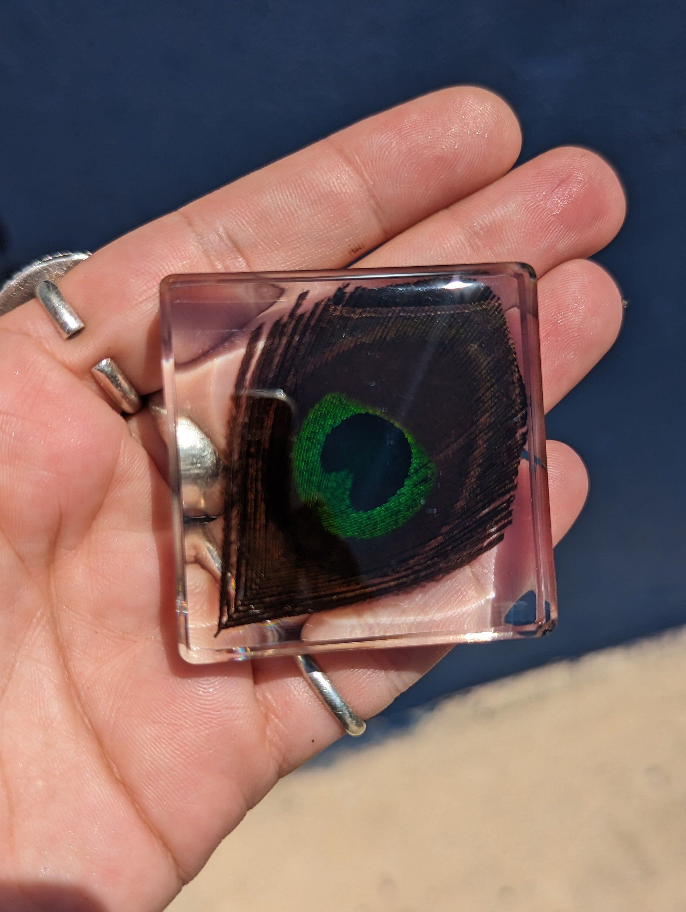 Peacock Feather , Preserved in Resin, Collectible Modern Fossil