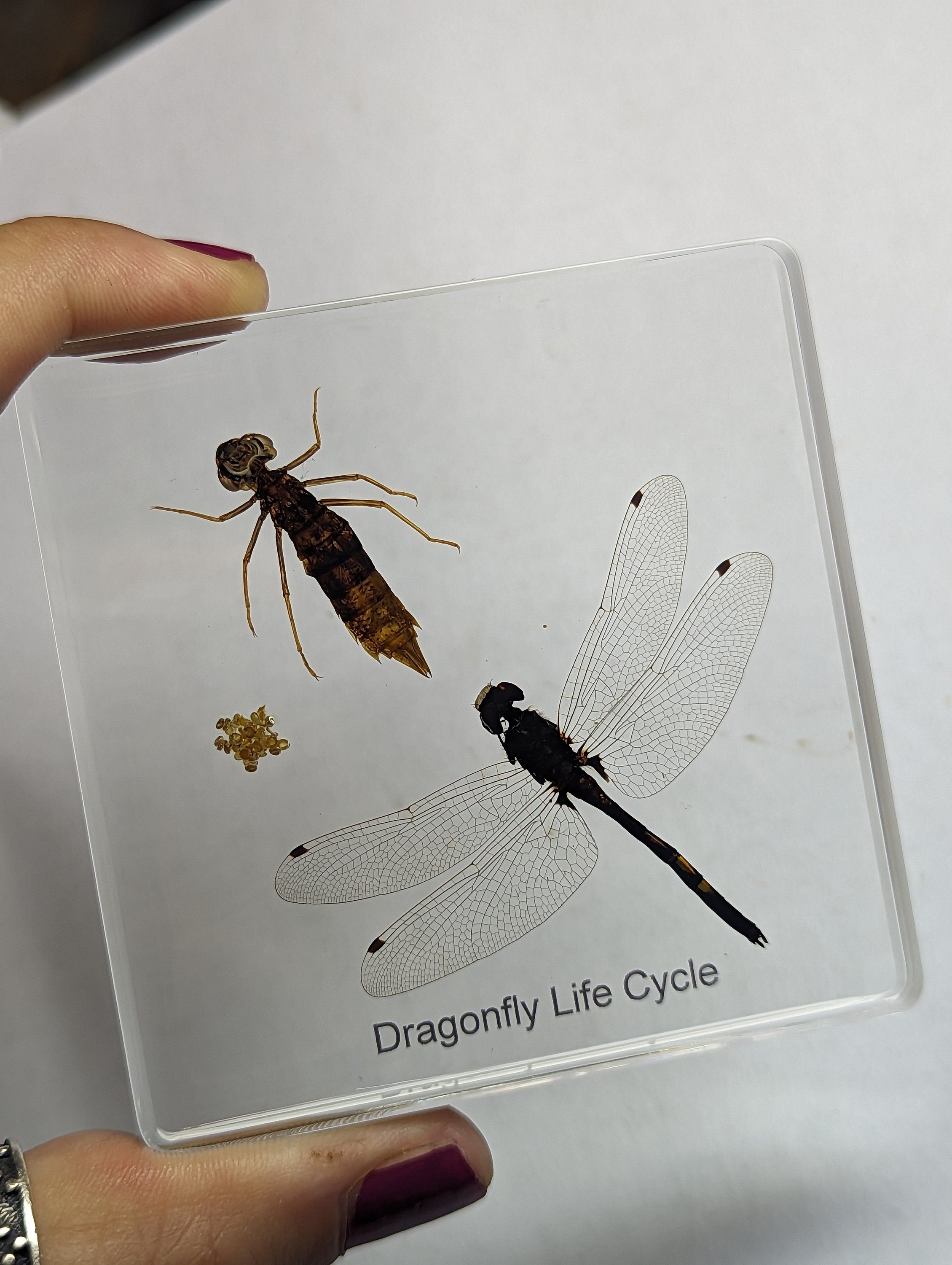 Lifecycle of Dragonfly , Preserved in Resin, Collectible Modern Day Fossil