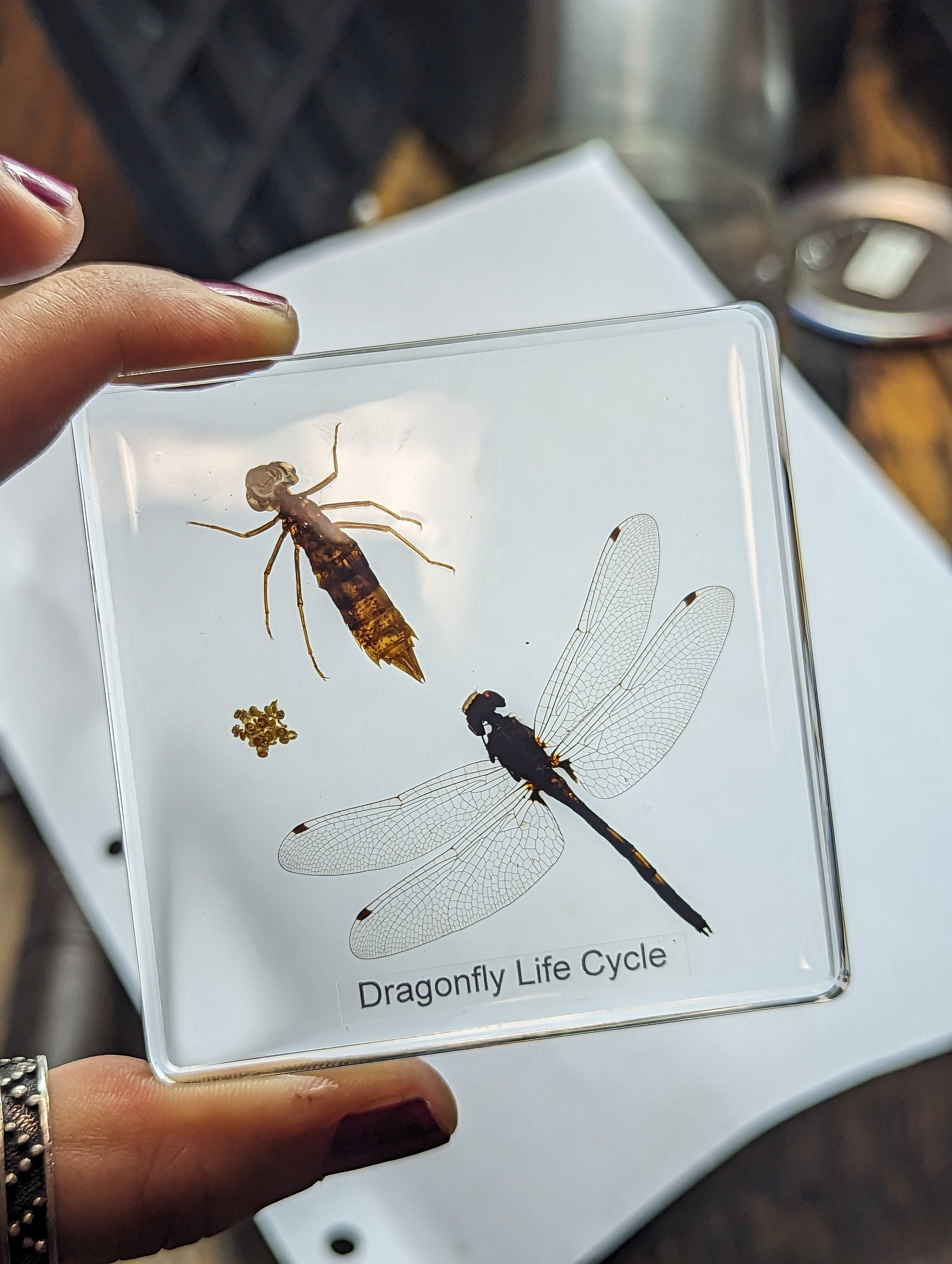 Lifecycle of Dragonfly , Preserved in Resin, Collectible Modern Day Fossil
