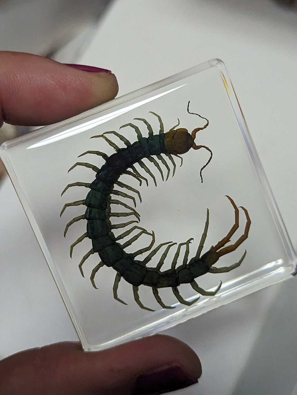 Centipede , Preserved in Resin, Collectible Modern Fossil