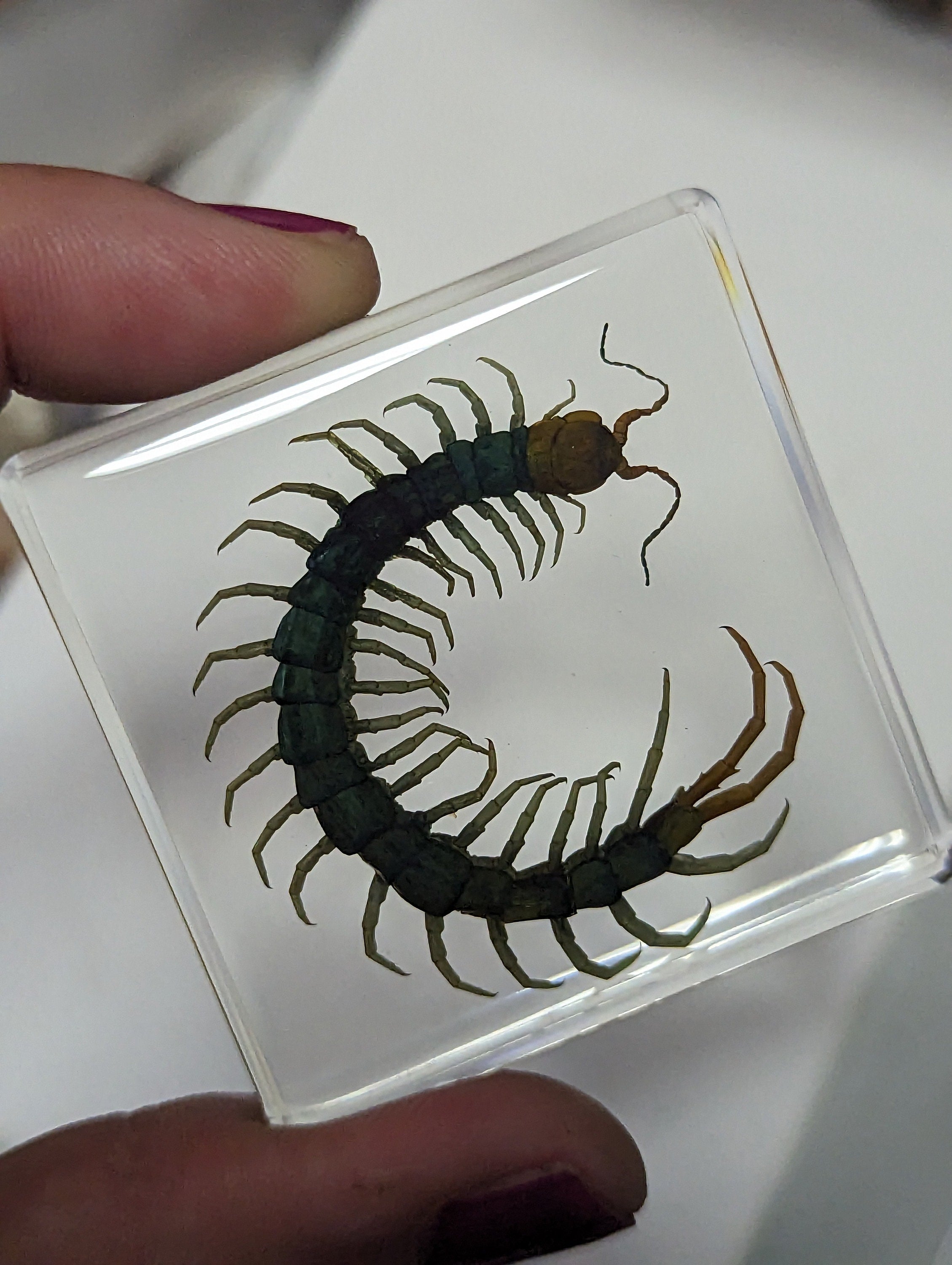 Centipede , Preserved in Resin, Collectible Modern Fossil