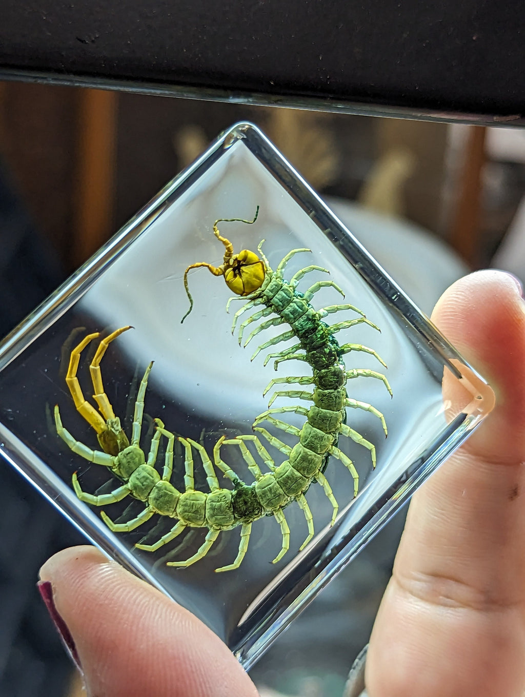 Centipede , Preserved in Resin, Collectible Modern Fossil