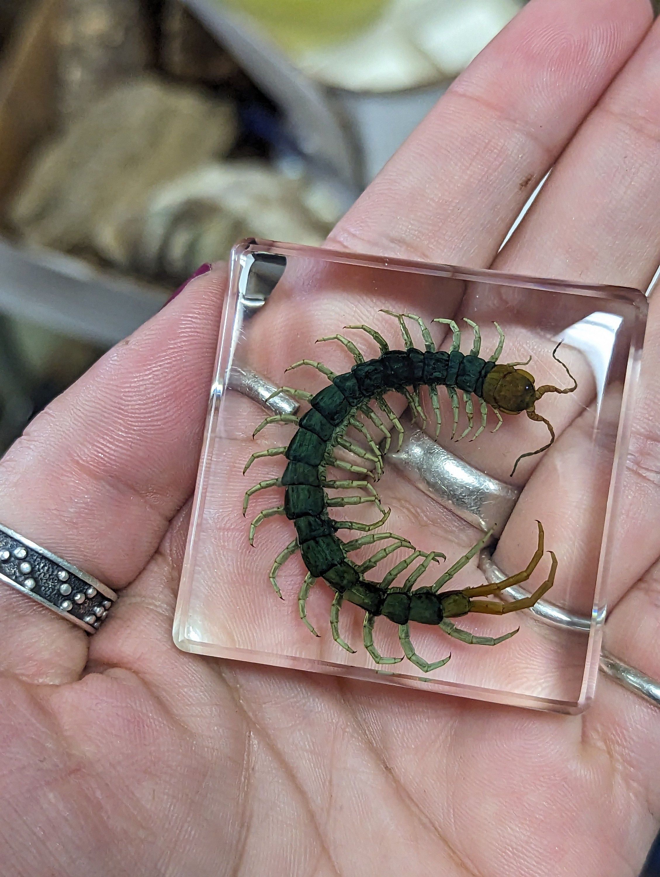 Centipede , Preserved in Resin, Collectible Modern Fossil