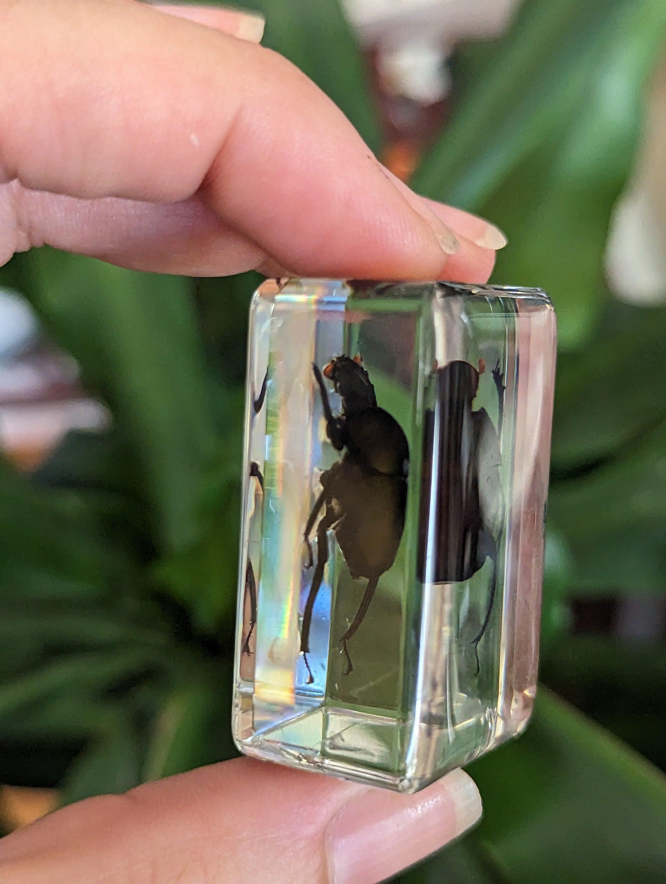 Dung Beetle Preserved in Resin, Collectible Modern Fossil