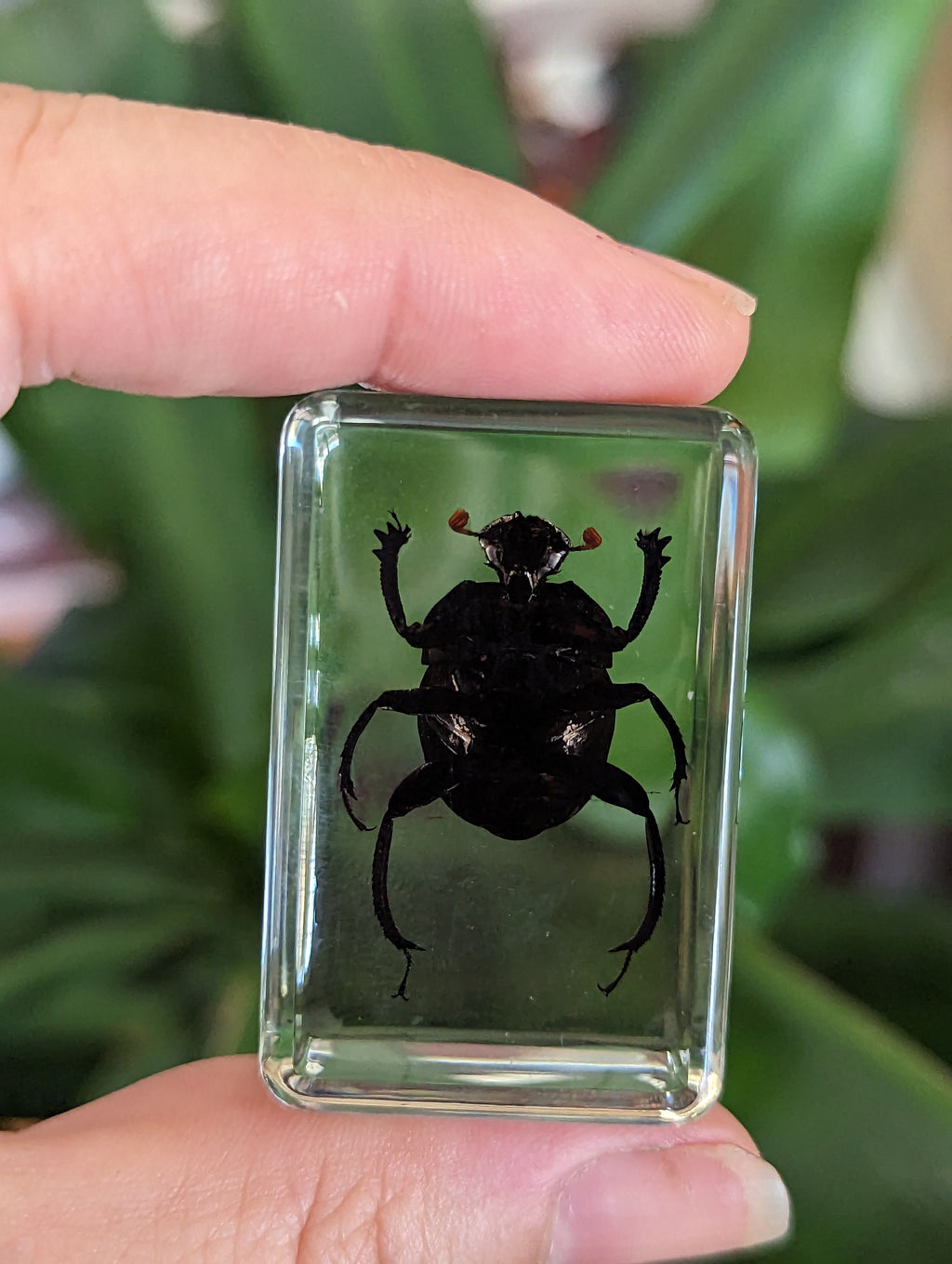 Dung Beetle Preserved in Resin, Collectible Modern Fossil