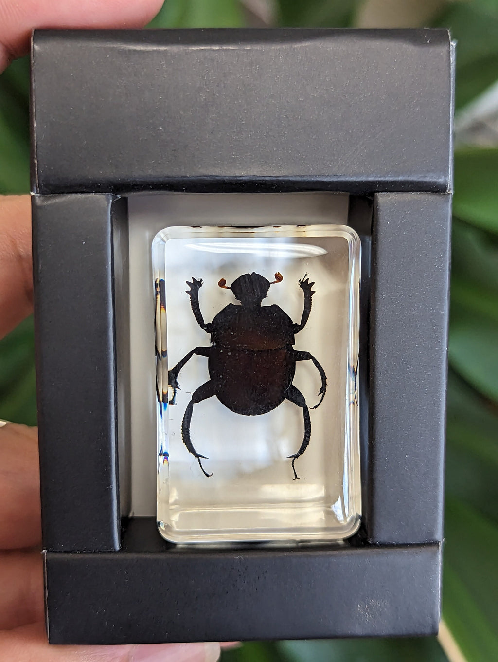 Dung Beetle Preserved in Resin, Collectible Modern Fossil