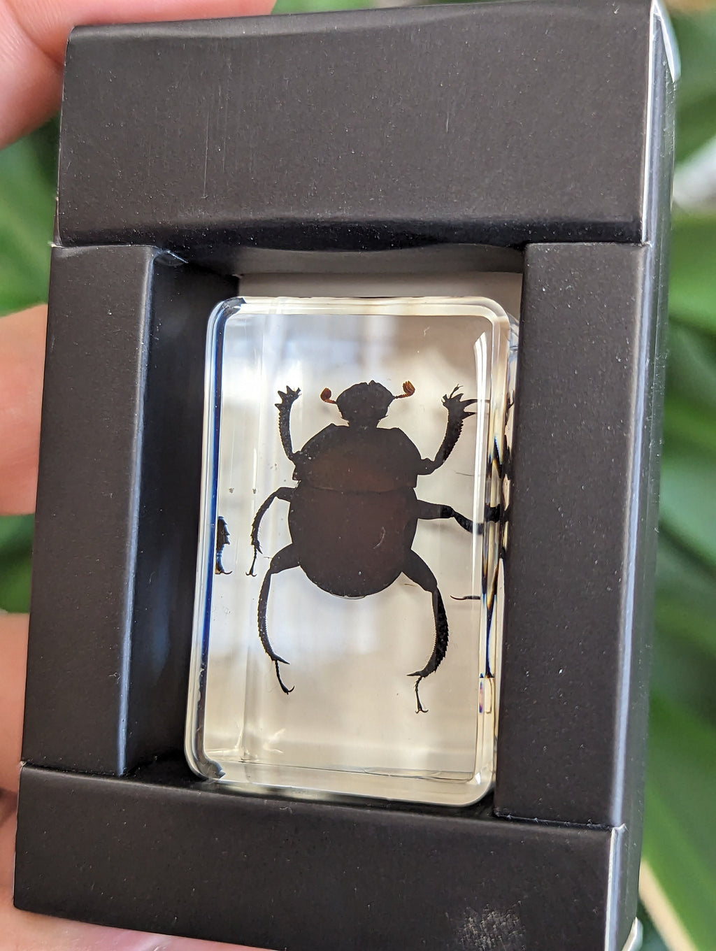 Dung Beetle Preserved in Resin, Collectible Modern Fossil