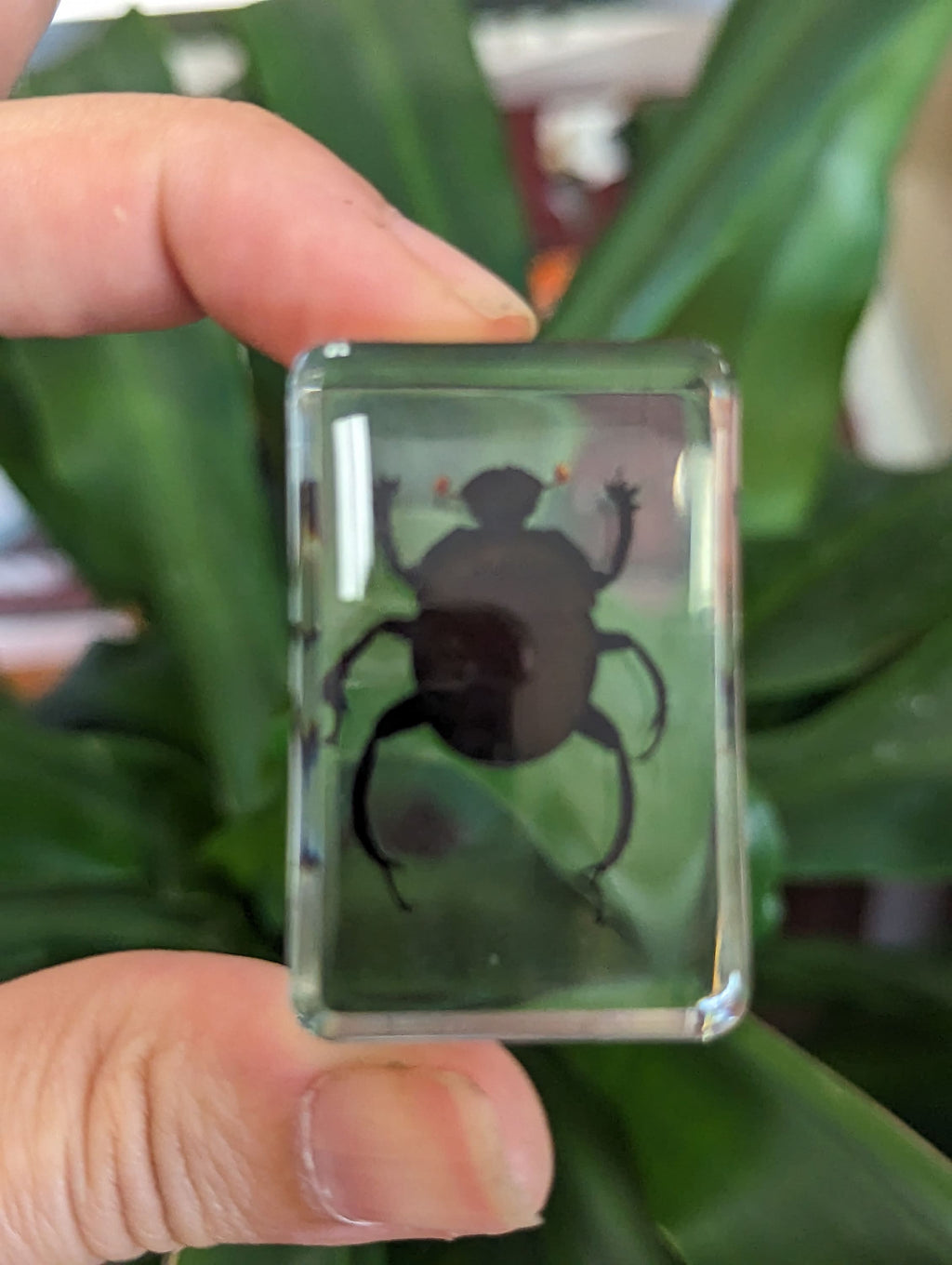Dung Beetle Preserved in Resin, Collectible Modern Fossil