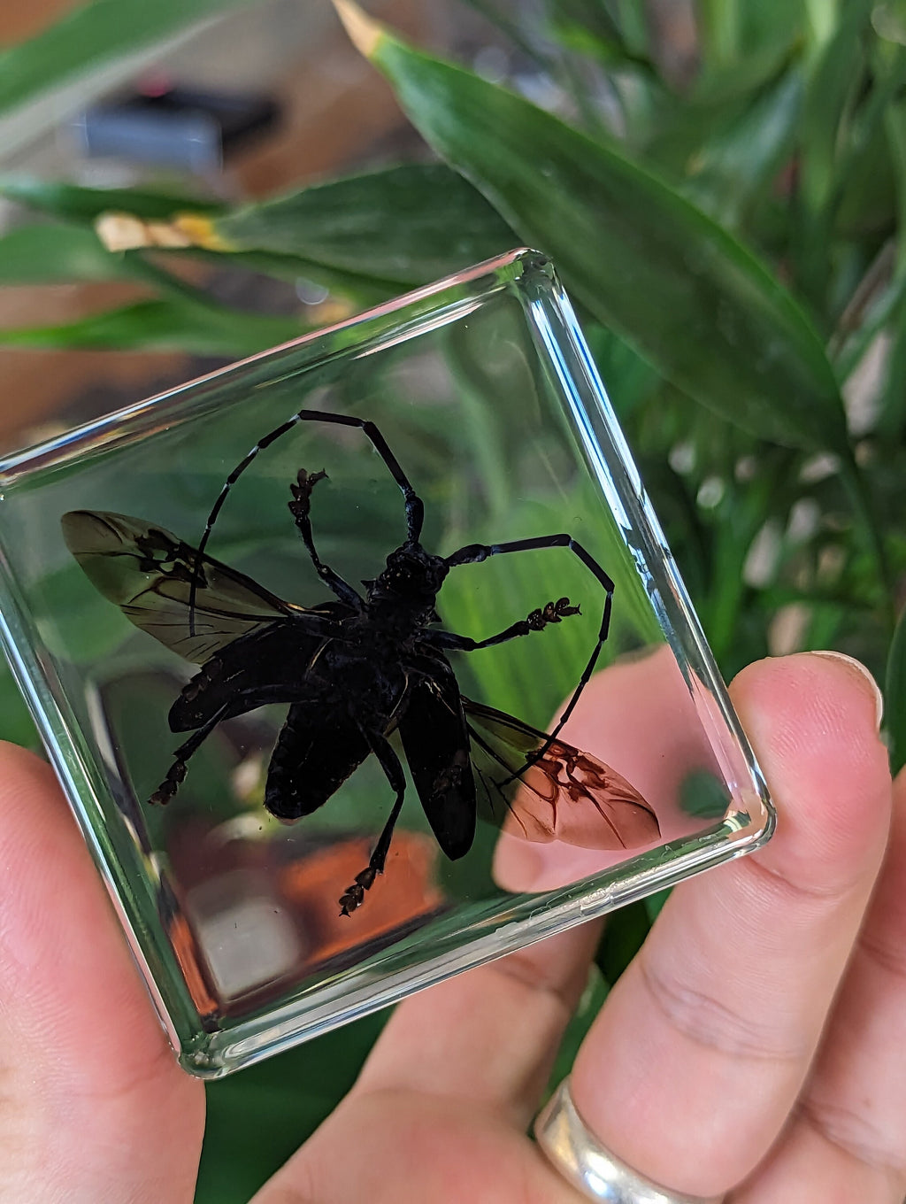 Large Long Horned Citrus Beetle, Preserved in Resin, Collectible Modern Day Fossil