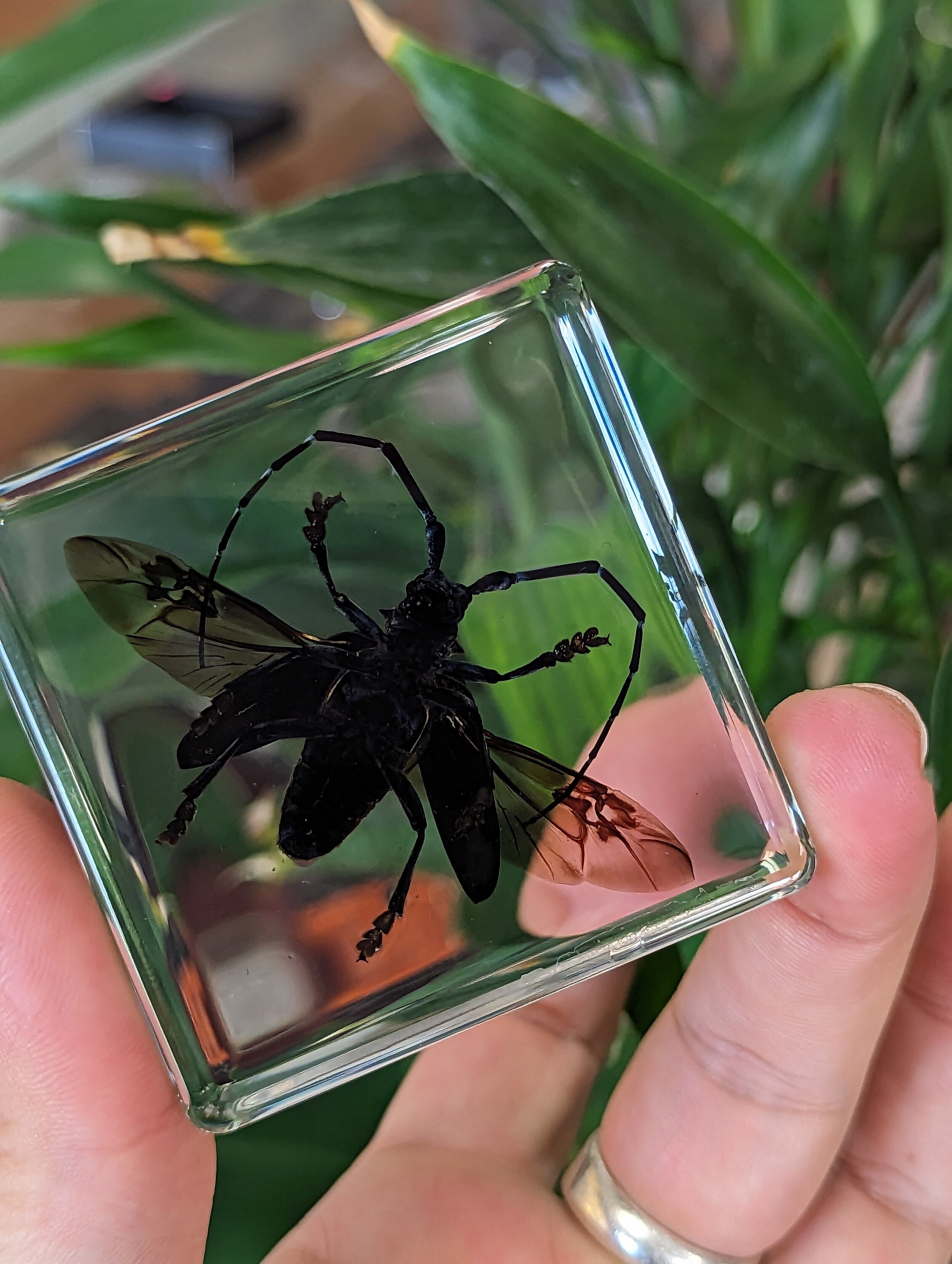 Large Long Horned Citrus Beetle, Preserved in Resin, Collectible Modern Day Fossil
