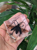 Large Long Horned Citrus Beetle, Preserved in Resin, Collectible Modern Day Fossil