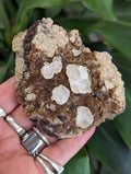 Poker Chip Calcite Crystals, on Brown Calcite and Septarian Nodule Matrix from Colorado