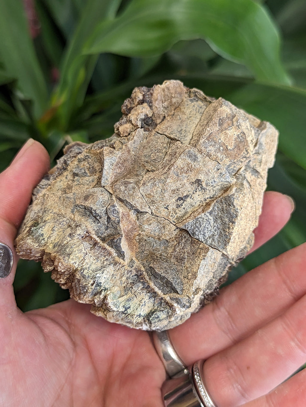 Poker Chip Calcite Crystals, on Brown Calcite and Septarian Nodule Matrix from Colorado