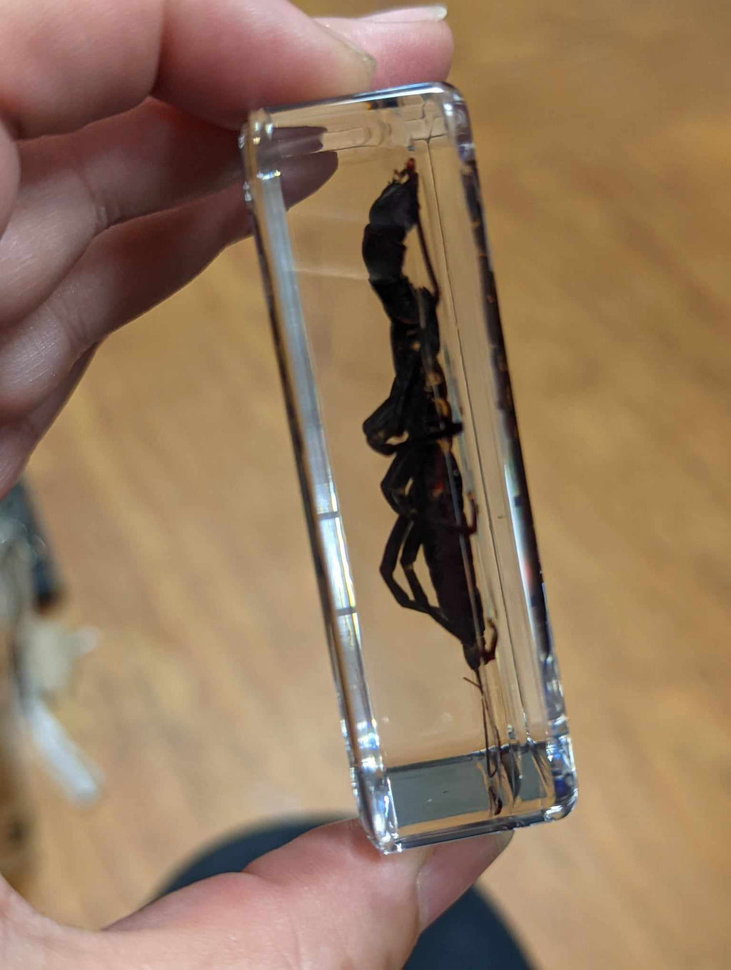 Large Whip Scorpion, Preserved in Resin, Collectible Modern Fossil