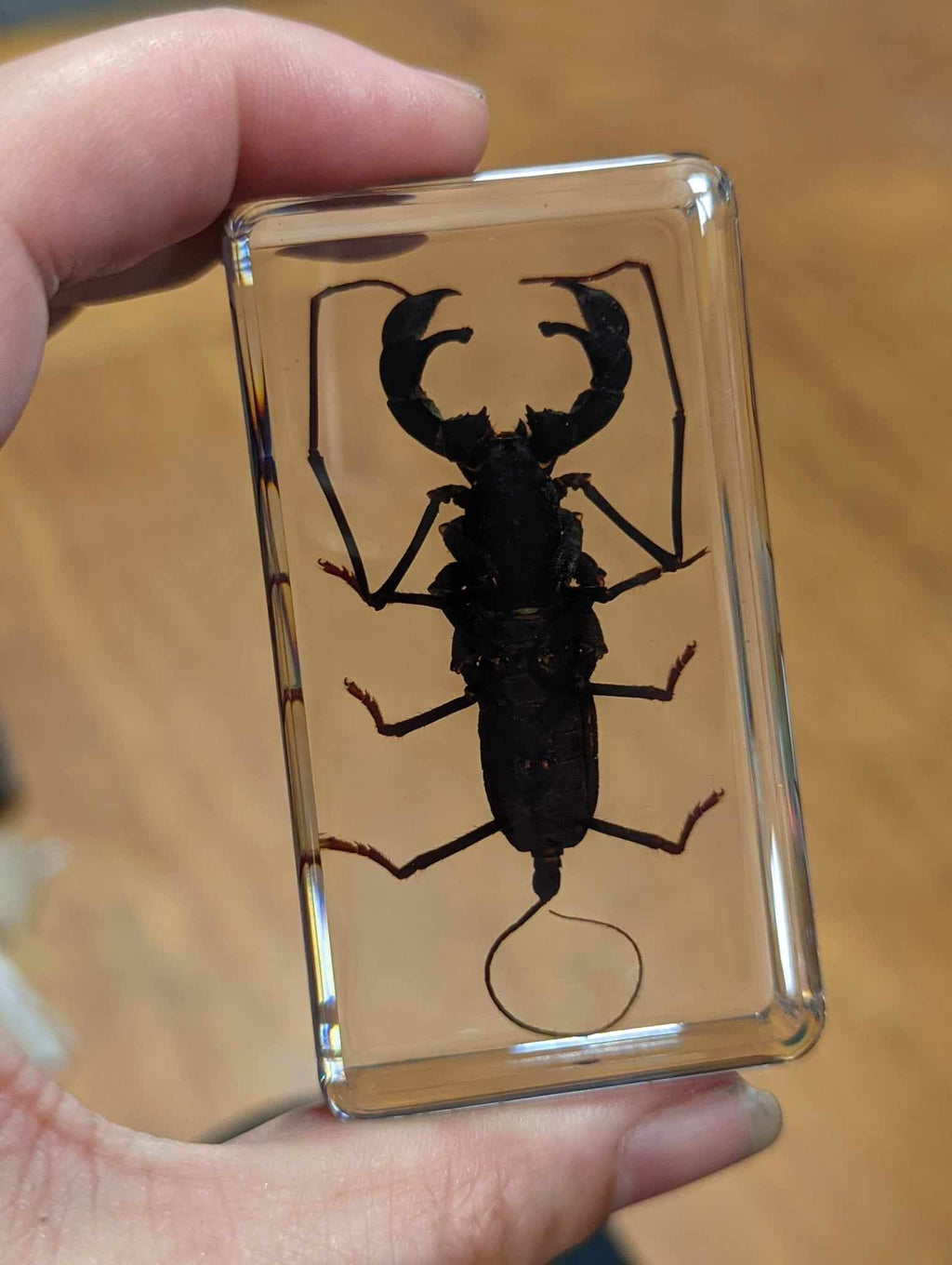 Large Whip Scorpion, Preserved in Resin, Collectible Modern Fossil