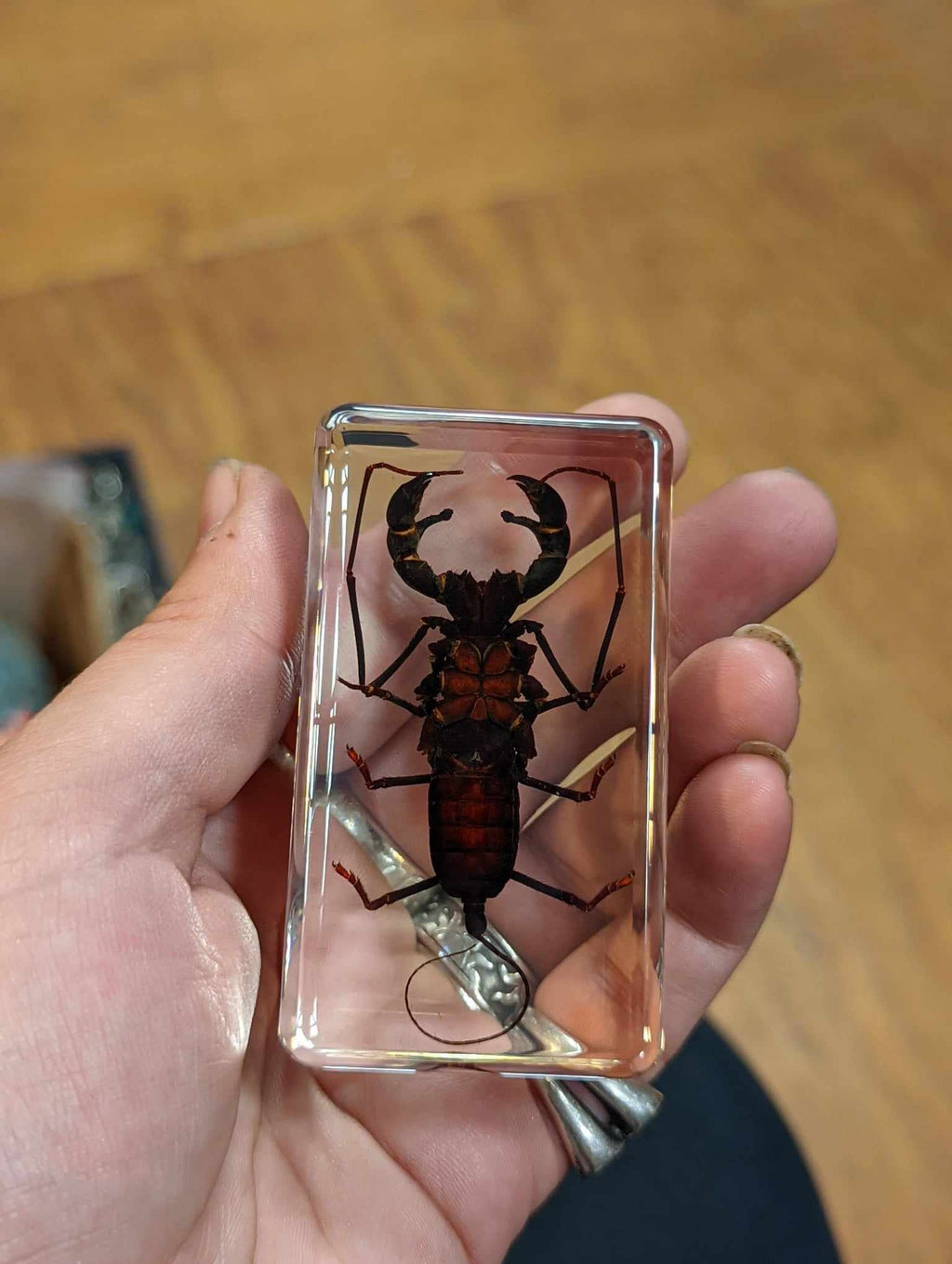 Large Whip Scorpion, Preserved in Resin, Collectible Modern Fossil