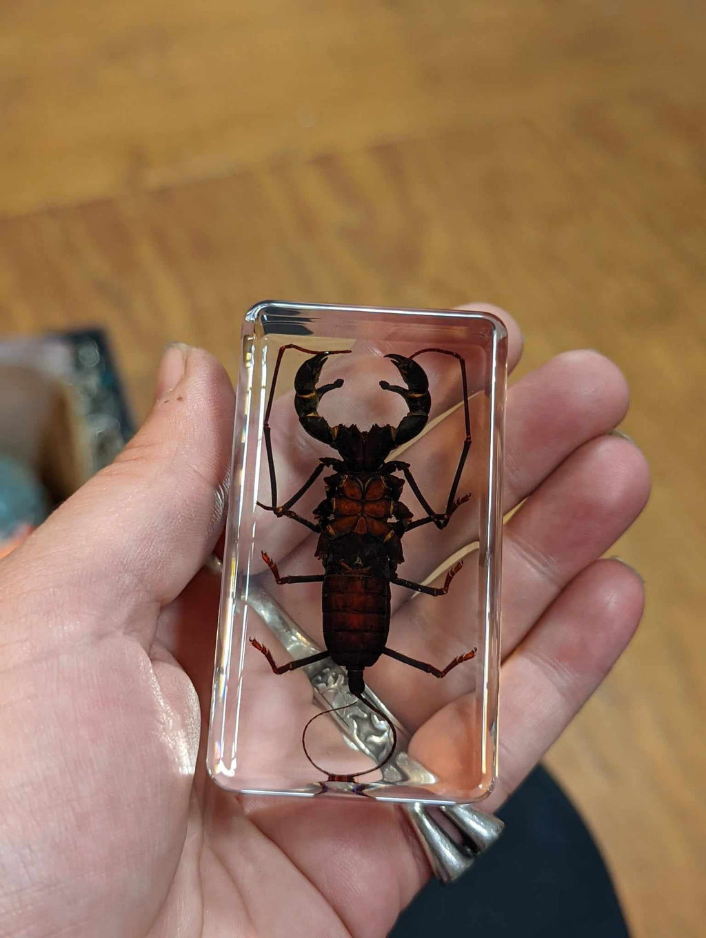 Large Whip Scorpion, Preserved in Resin, Collectible Modern Fossil