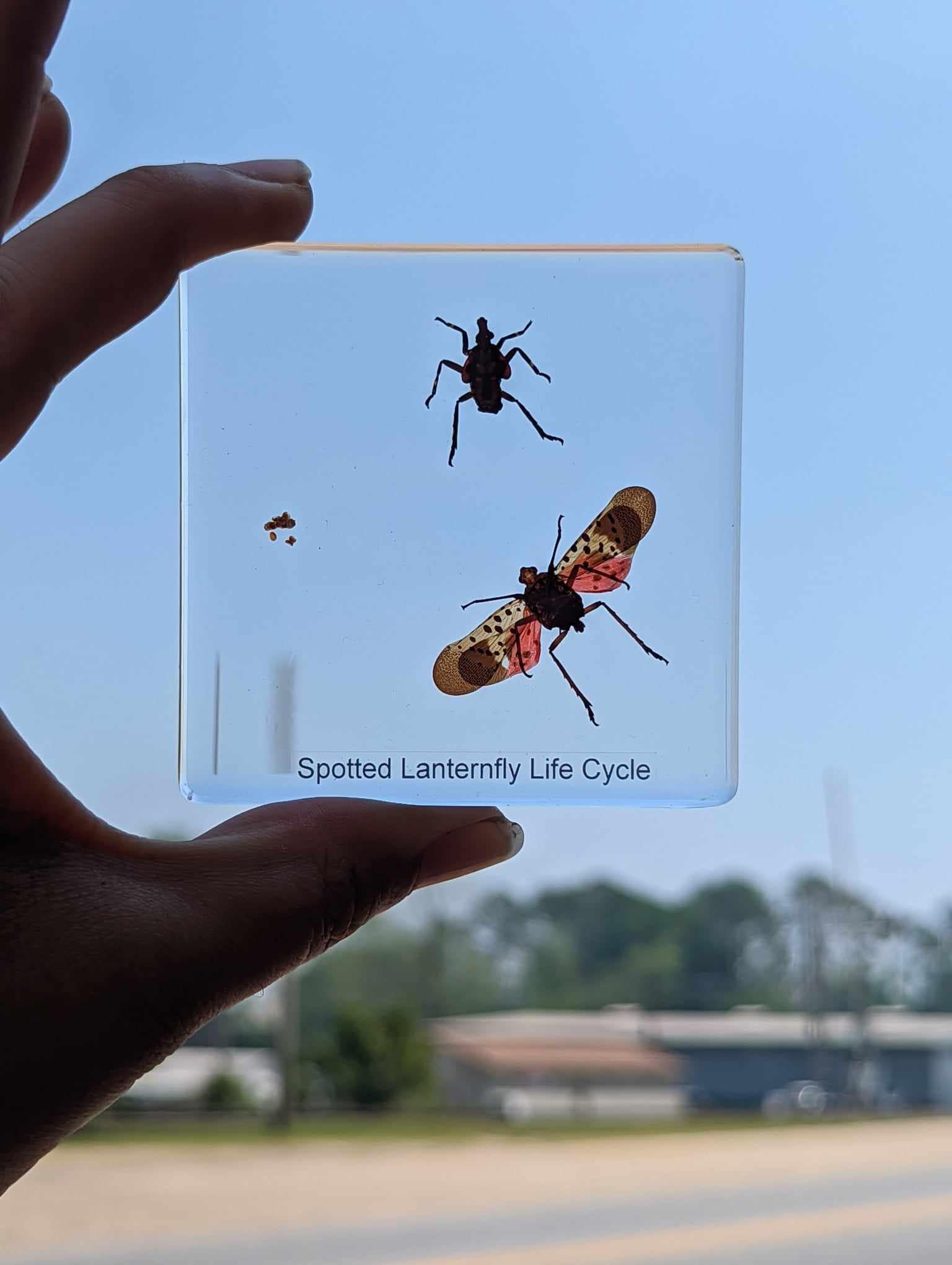 Life Cycle of Spotted Laternfly Cicada, Preserved in Resin, Collectible Modern Fossil