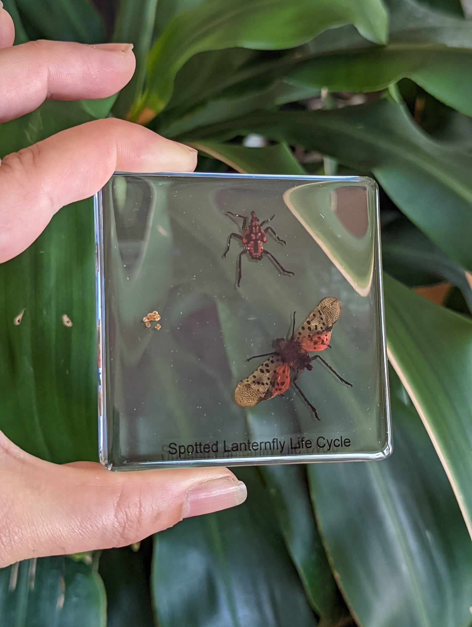 Life Cycle of Spotted Laternfly Cicada, Preserved in Resin, Collectible Modern Fossil