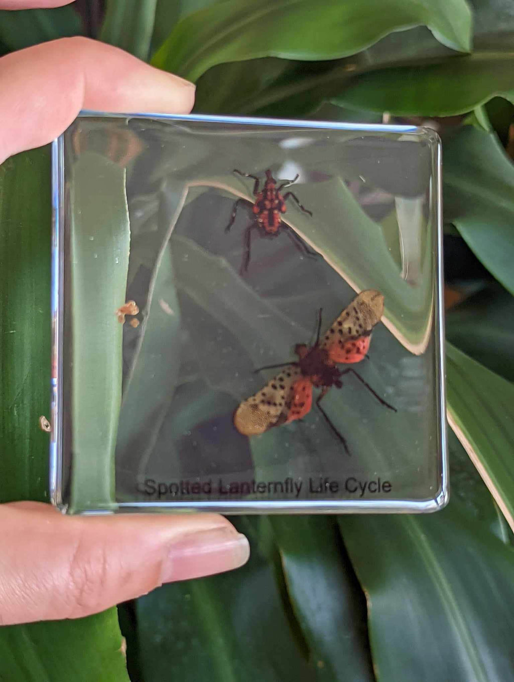 Life Cycle of Spotted Laternfly Cicada, Preserved in Resin, Collectible Modern Fossil