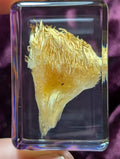 Lions Mane Mushroom, Preserved in Resin, Collectible Modern Day Fossil
