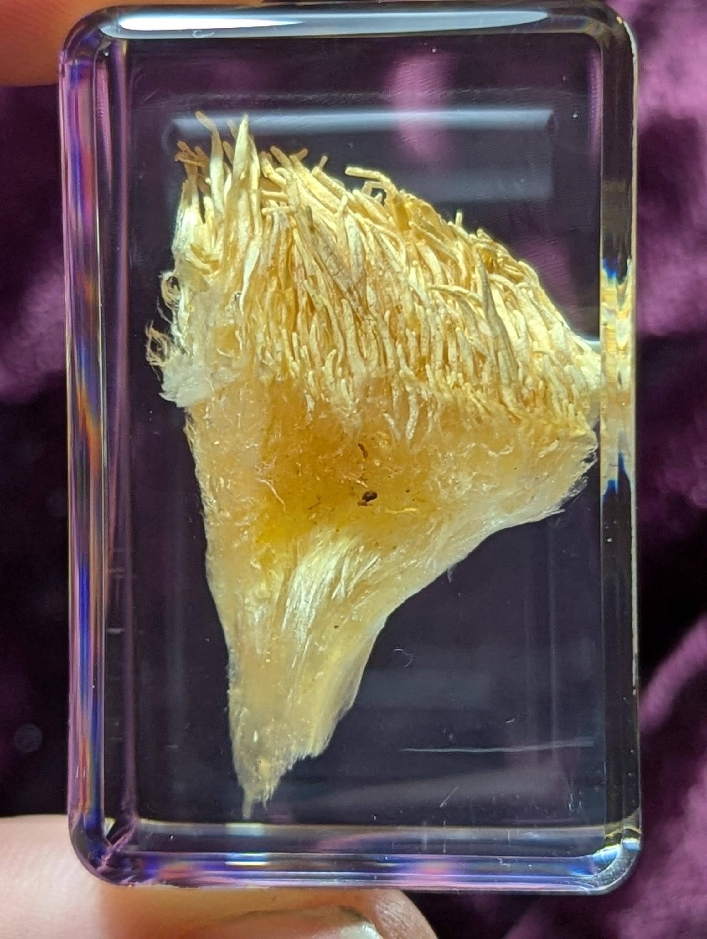 Lions Mane Mushroom, Preserved in Resin, Collectible Modern Day Fossil