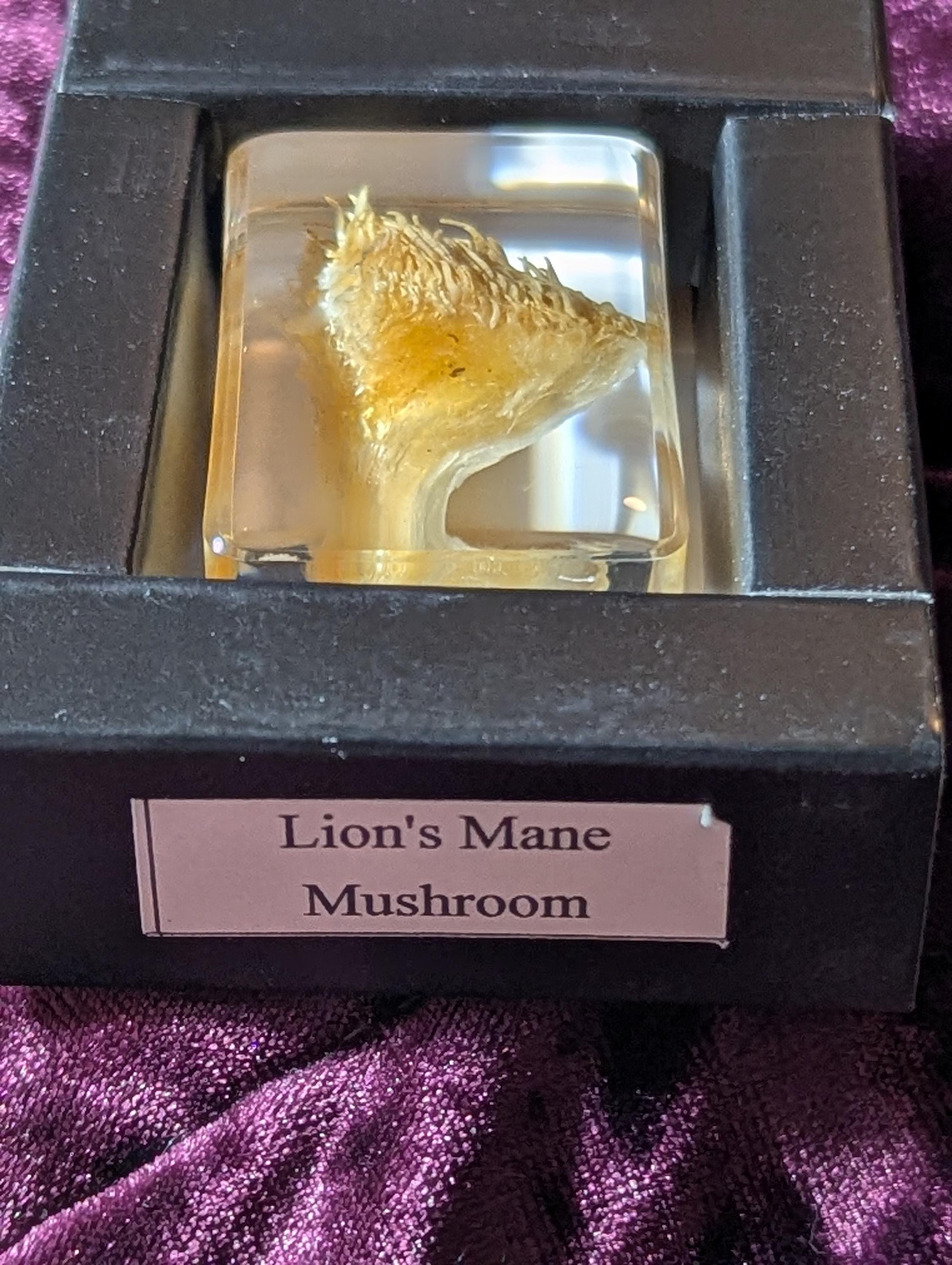 Lions Mane Mushroom, Preserved in Resin, Collectible Modern Day Fossil