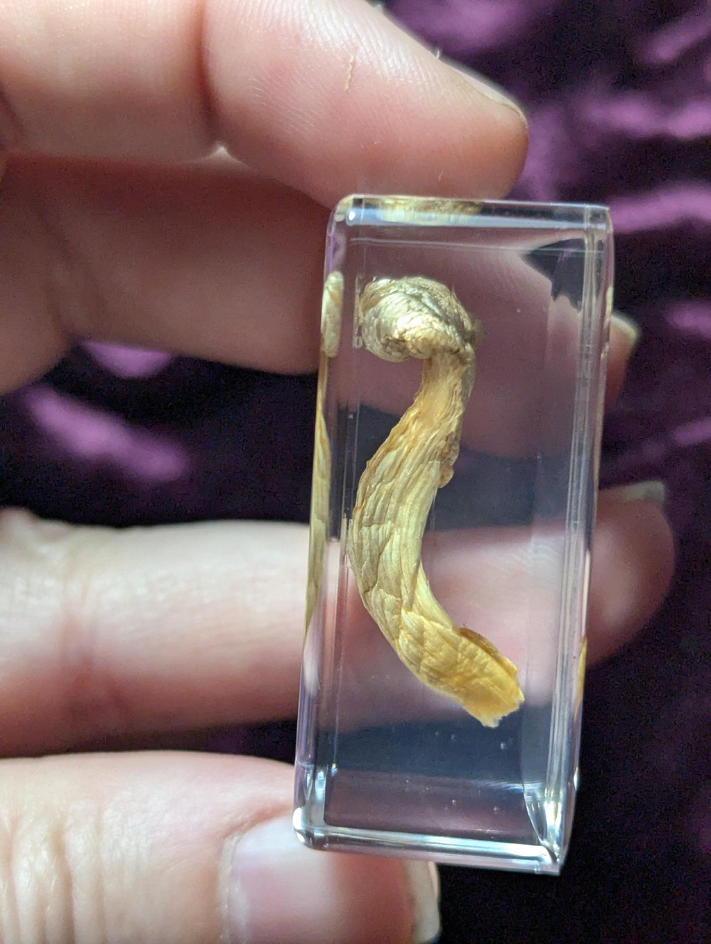 Pleurotus ostreatus" Oyster Mushroom, Preserved in Resin, Collectible Modern Day Fossil