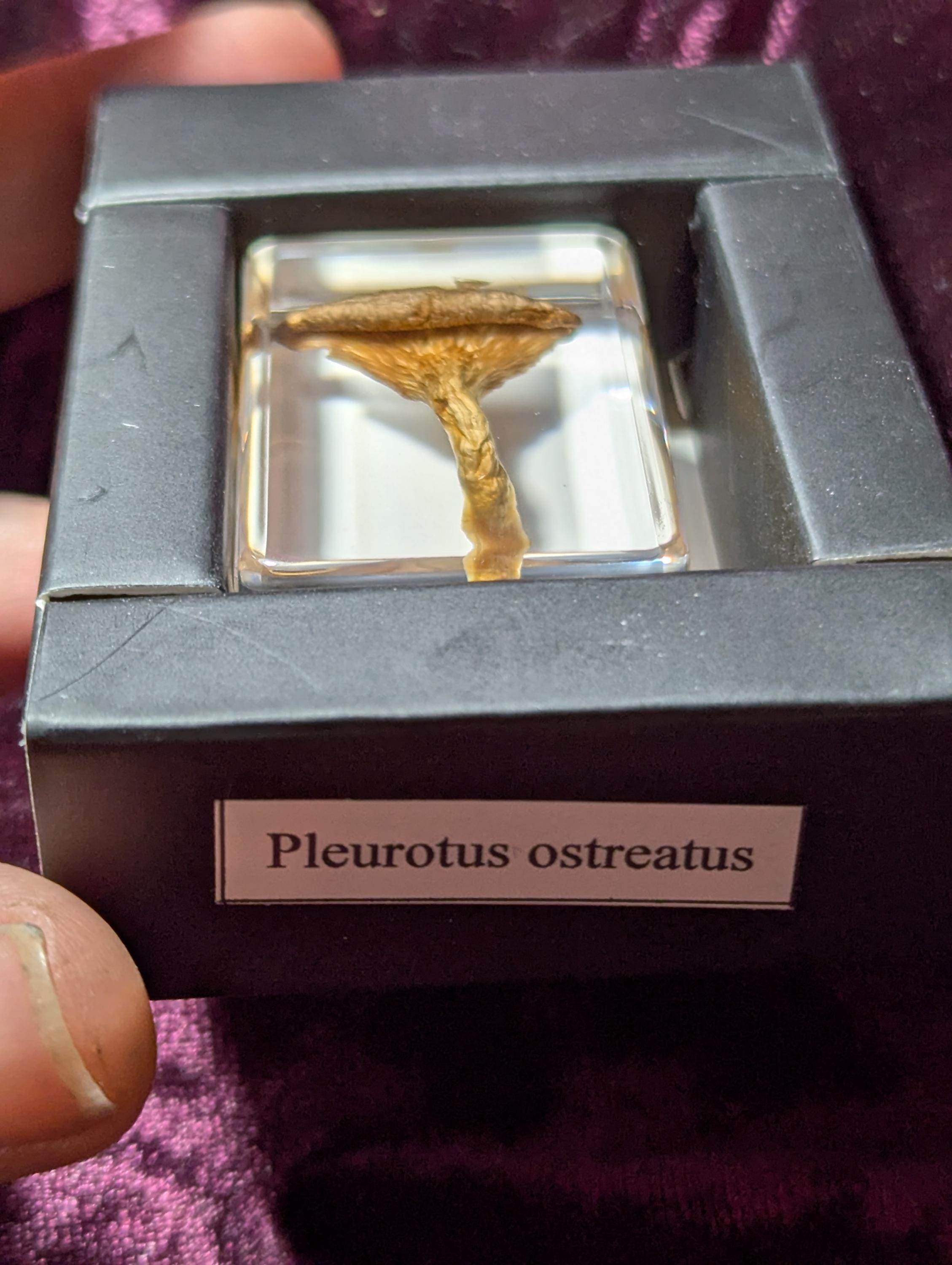 Pleurotus ostreatus" Oyster Mushroom, Preserved in Resin, Collectible Modern Day Fossil
