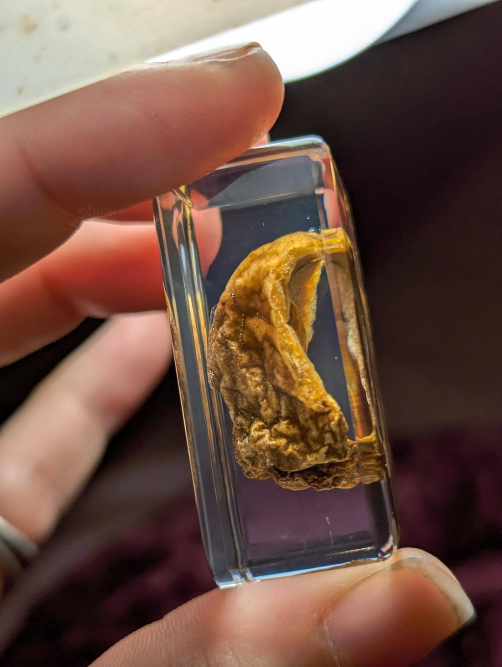 Volvariella volvacea" Chinese Straw Mushroom, Preserved in Resin, Collectible Modern Day Fossil