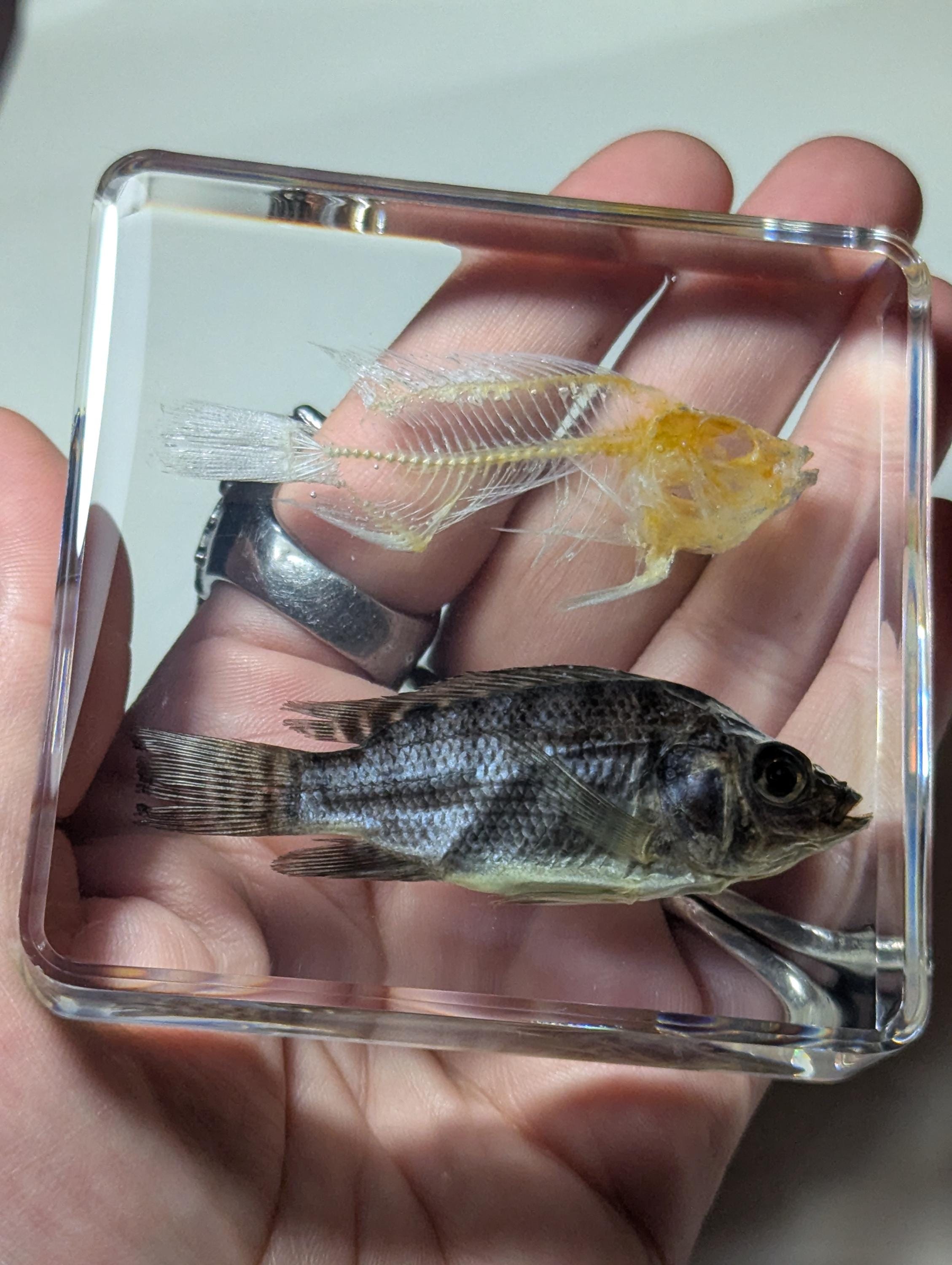 Real Fish and Fish Skeleton, Preserved in Resin, Collectible Modern Day Fossil