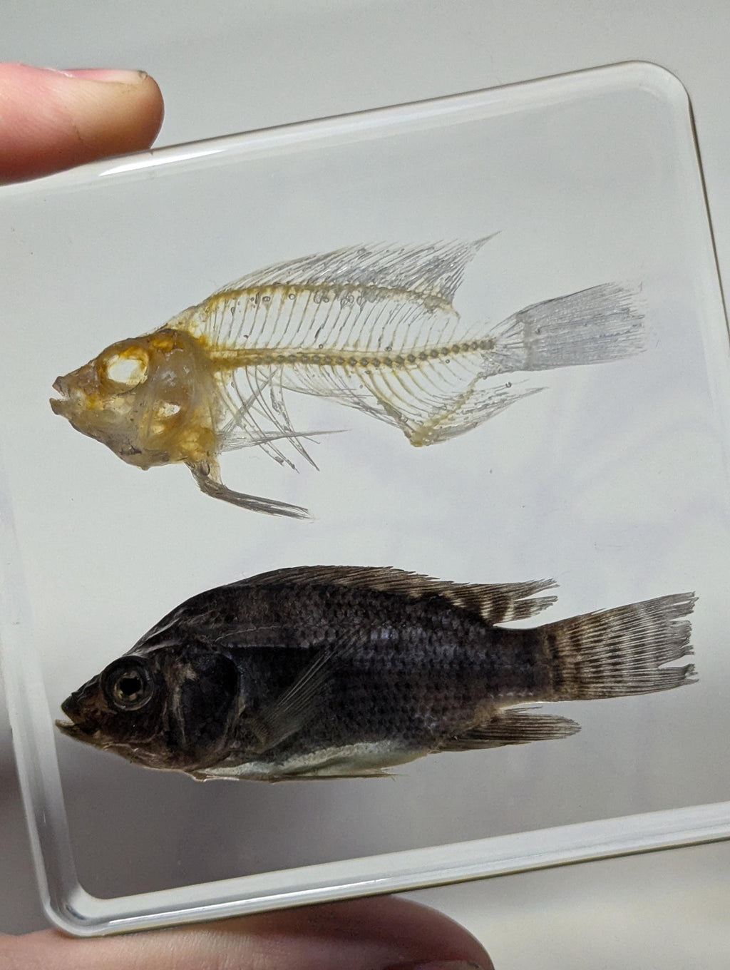 Real Fish and Fish Skeleton, Preserved in Resin, Collectible Modern Day Fossil