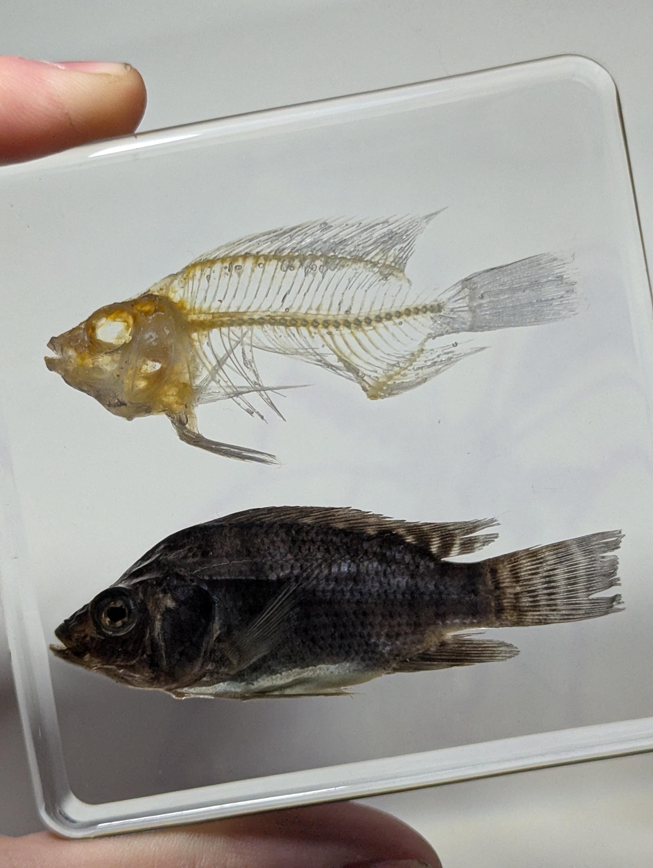 Real Fish and Fish Skeleton, Preserved in Resin, Collectible Modern Day Fossil